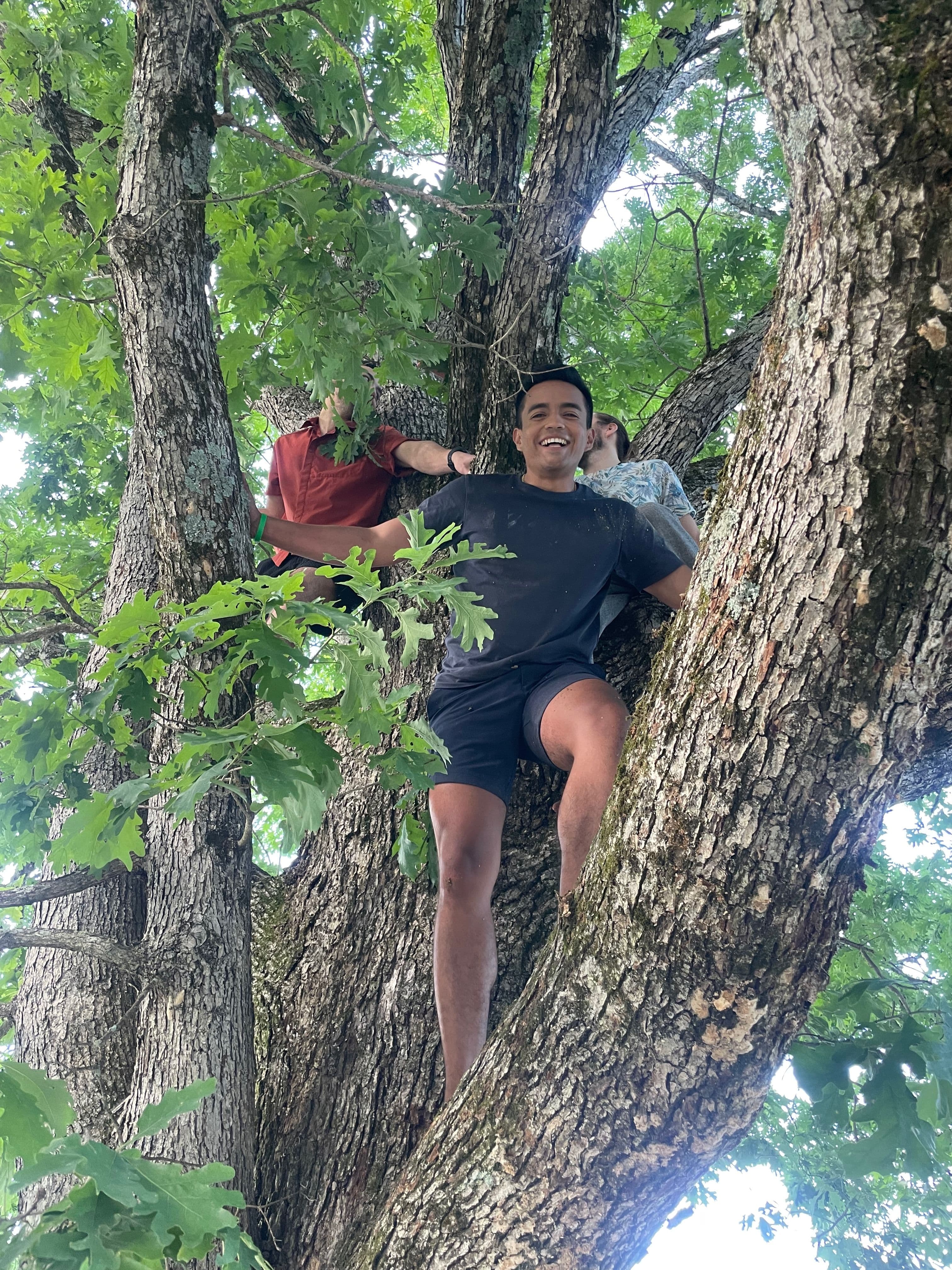 Campers climbing and relaxing together in a big oak tree